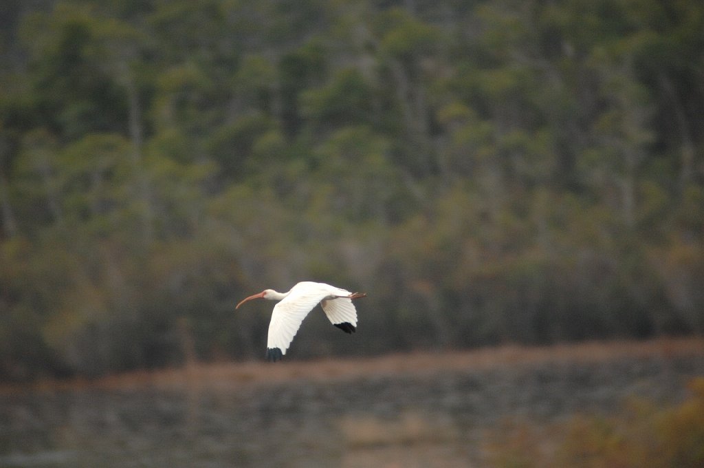 Ibis, White, 2009-01084482 Okefenokee NWR, GA.JPG - White Ibis. Okefenokee National Wildlife Refuge, GA, 1-8-2009